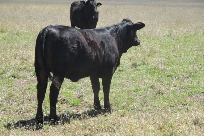 Picture of 630 ACRES CATTLE GRAZING, JANDOWAE QLD 4410