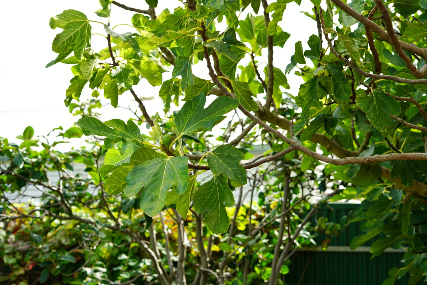 Additional image 29 of 8 Newacott Place, Goolwa SA 5214