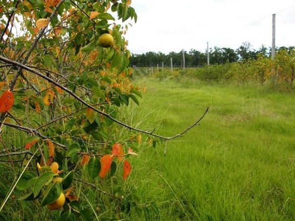 Lot 111 West Lanitza Road, LANITZA NSW 2460, Image 0