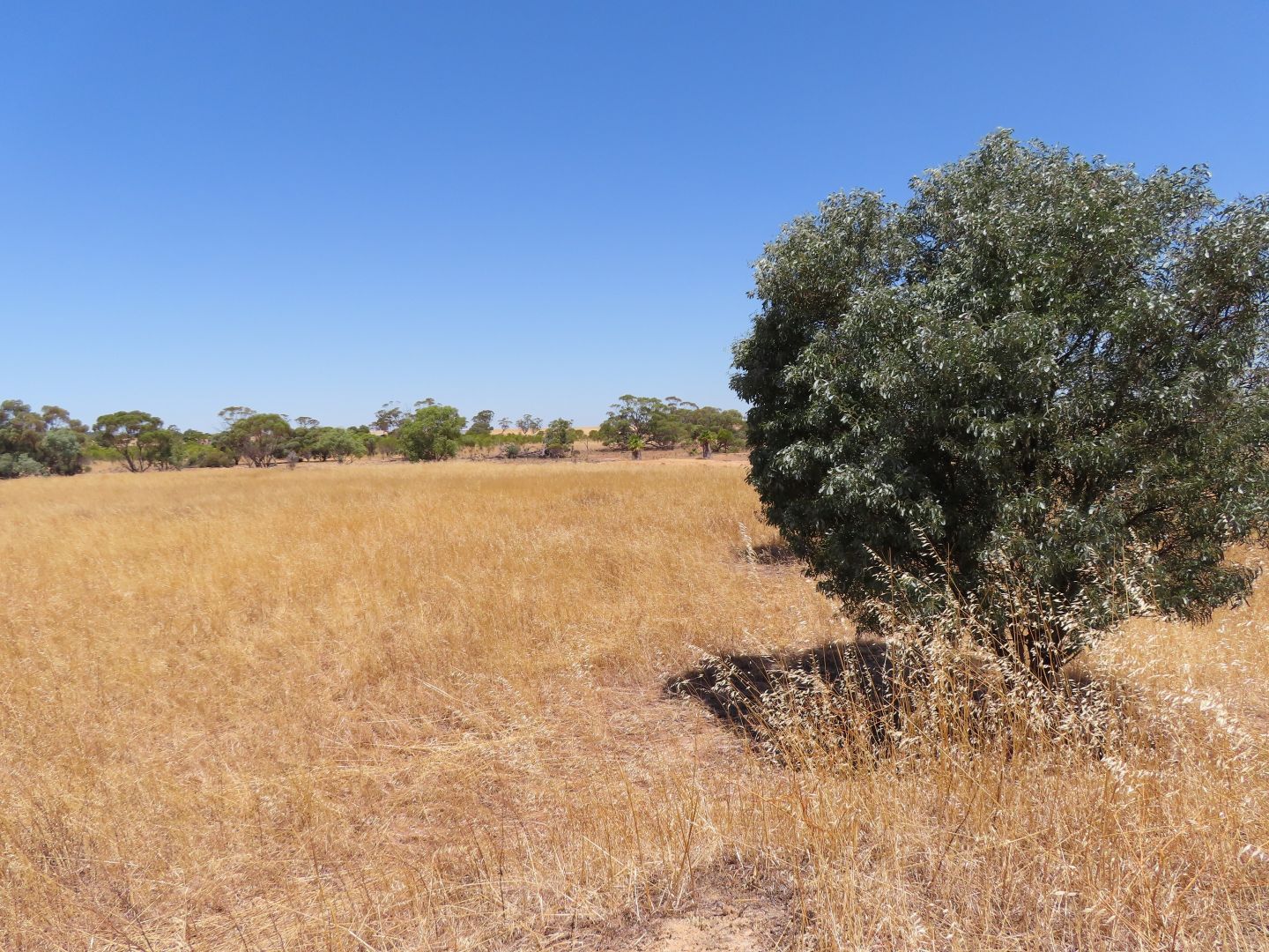 Lot 228 Quairading-York Road, Kauring WA 6302, Image 2