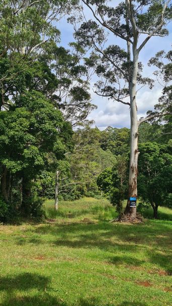 Vacant land in 620 Binna Burra Road, BEECHMONT QLD, 4211