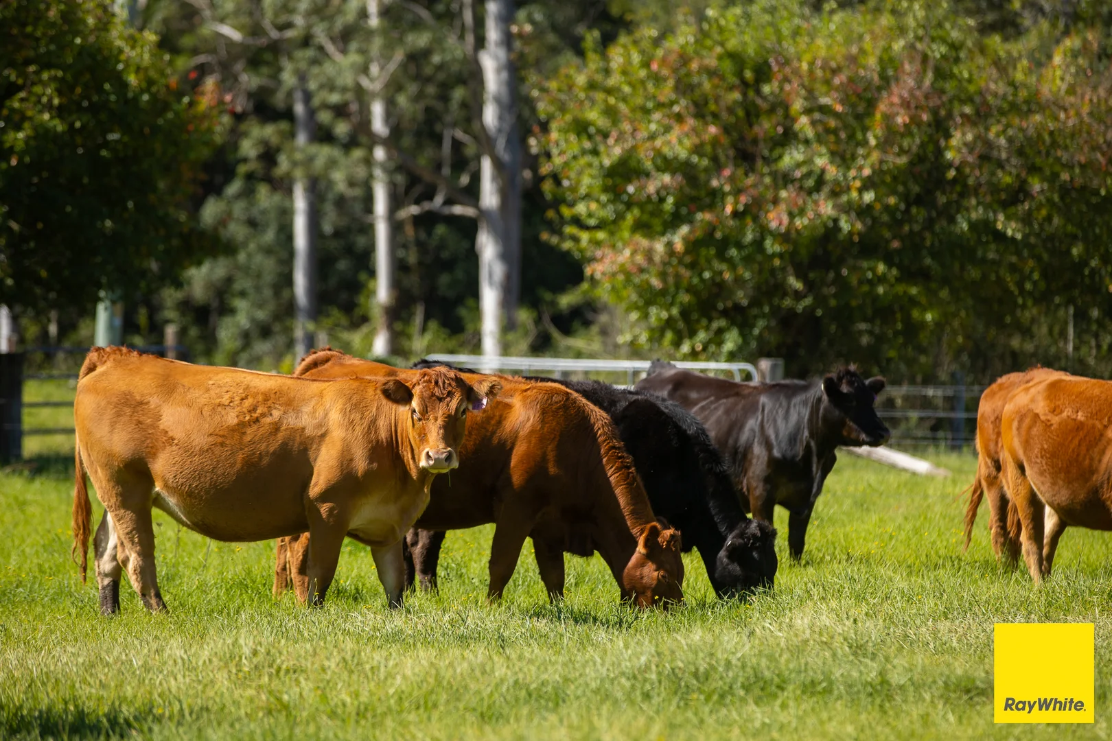 Additional image 4 of 45 Crawford River Road, Crawford River NSW 2423