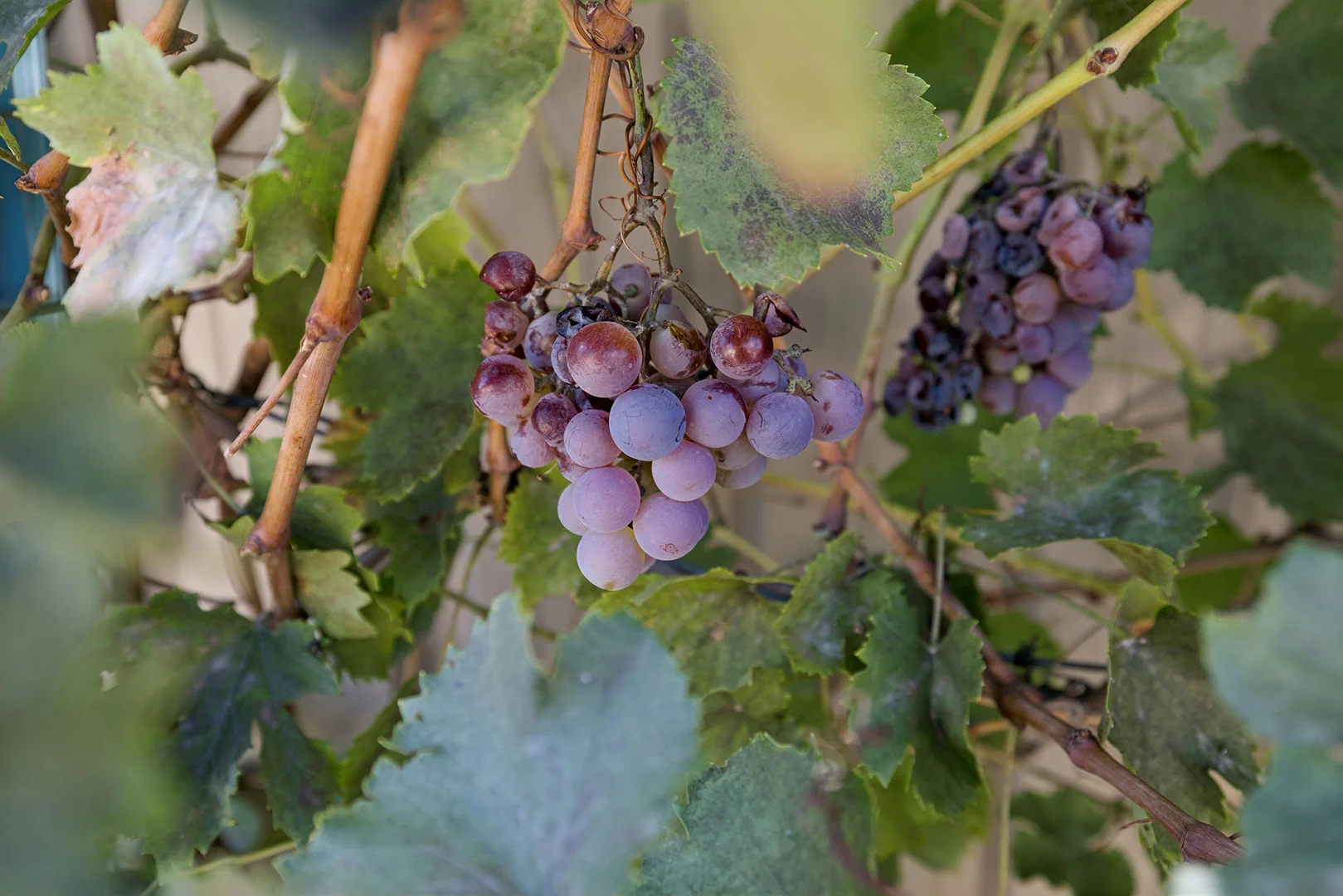 Additional image 30 of 29 Gloster Loop, Brookdale WA 6112