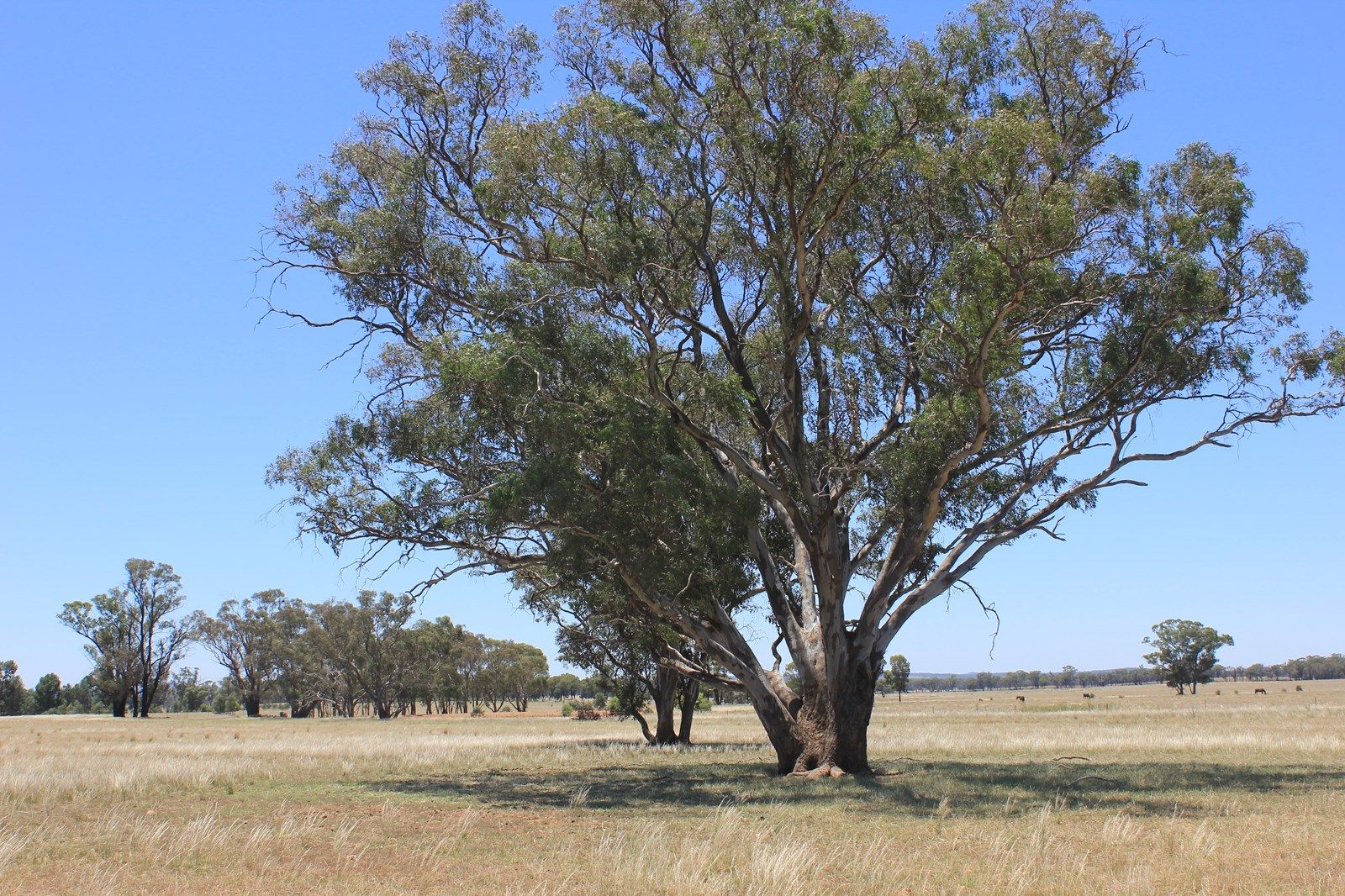 977 Schmidts Lane, Temora NSW 2666, Image 1