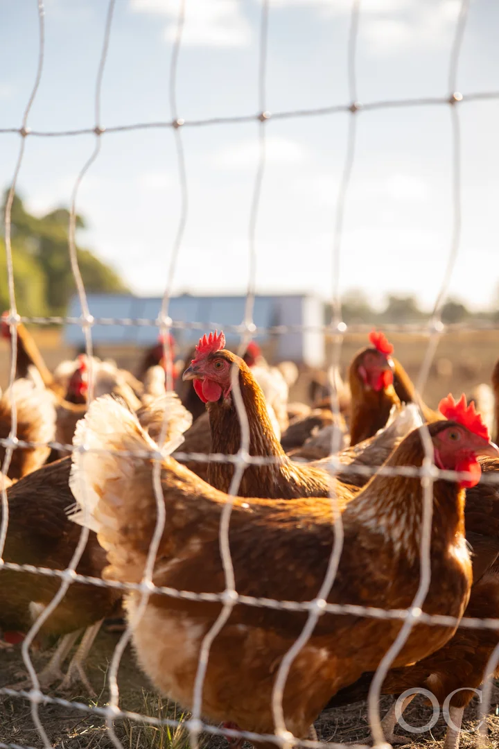 Additional image 25 of 30 Brookman Road, Meadows SA 5201