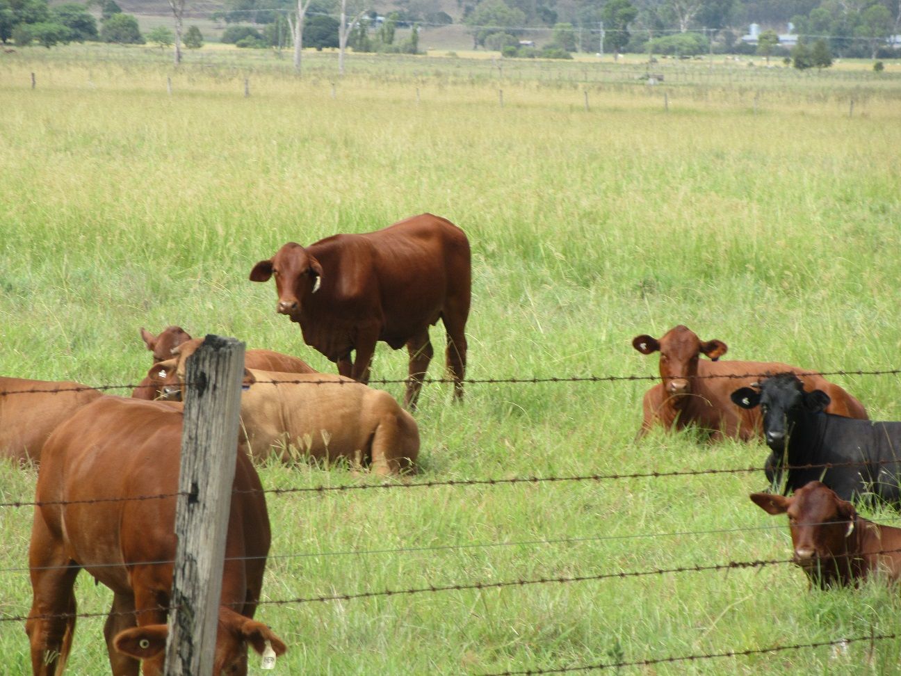 Lot 104 Cryna Road, Beaudesert QLD 4285, Image 0