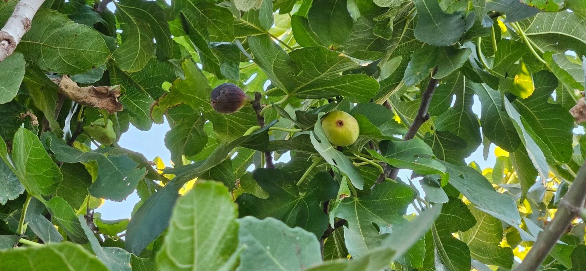 Additional image 10 of 31 Dwyer Road, Oaklands Park SA 5046