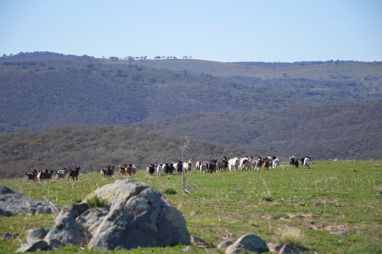 Lot 166 Part 'Posey Hill', Posey Hill Road, Mudgee NSW 2850, Image 0