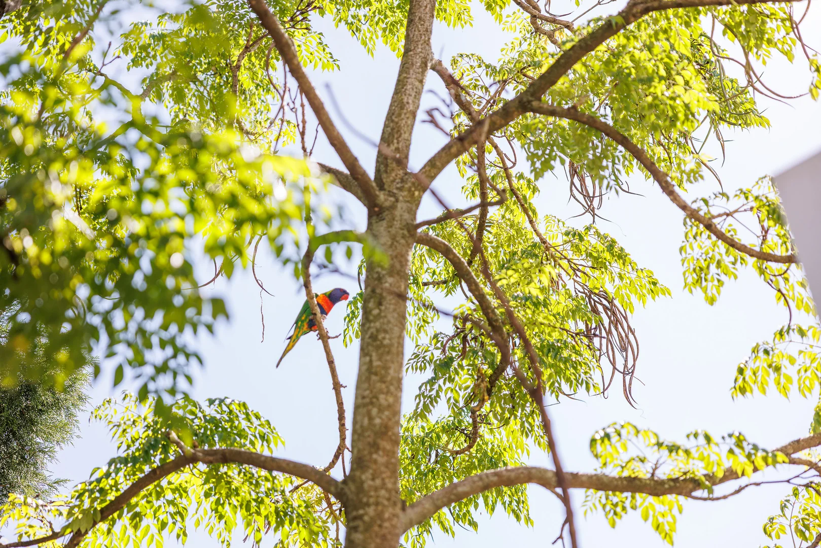 Additional image 20 of 96 Rosser Street, Balmain NSW 2041