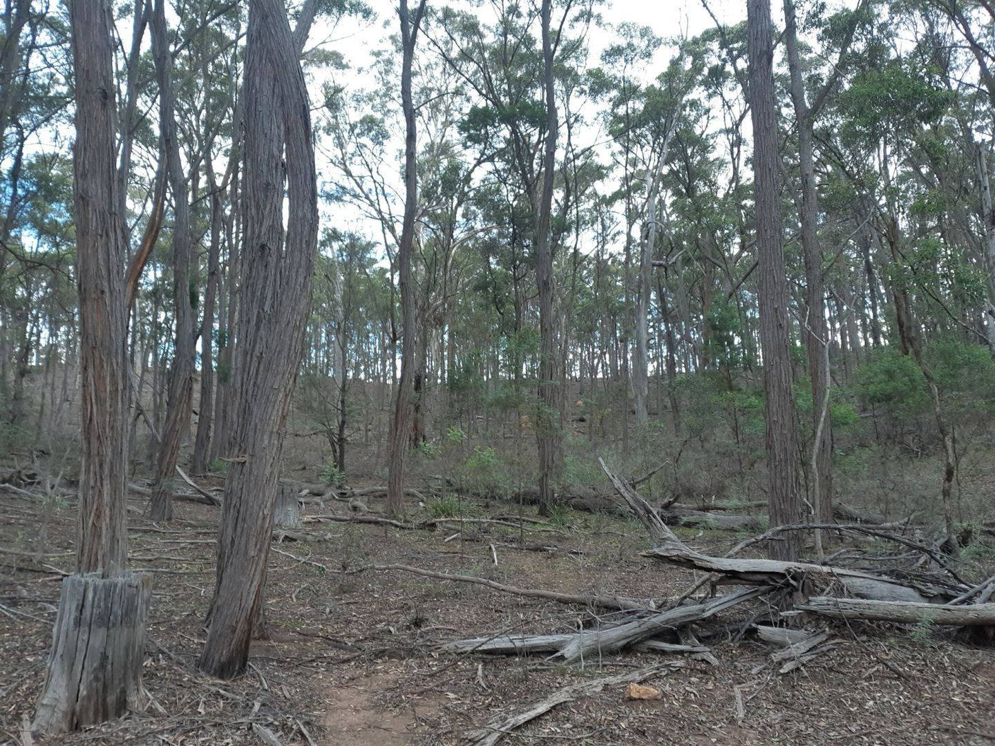 Lot 12 Timberlight Road, Windellama NSW 2580, Image 2