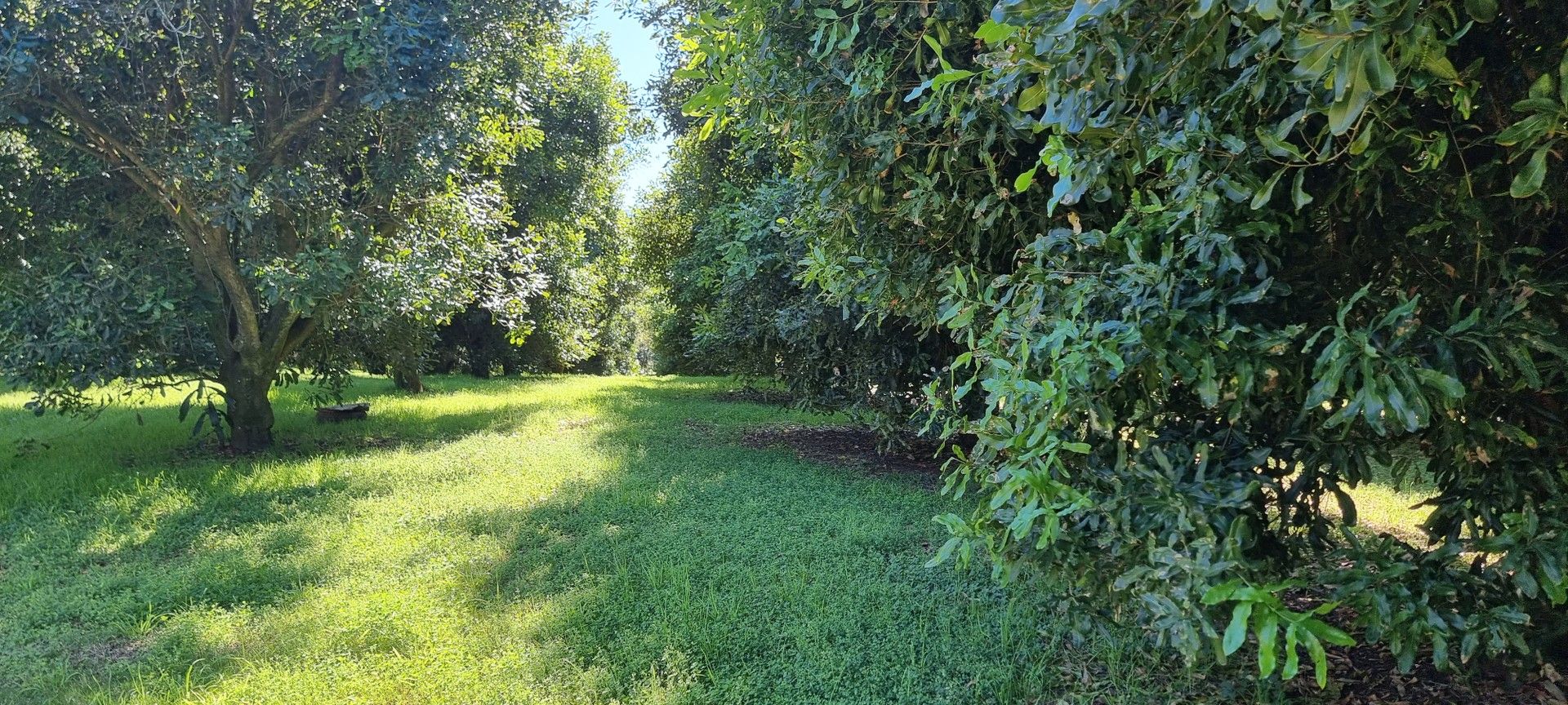 Dunoon NSW 2480 House for Sale Domain