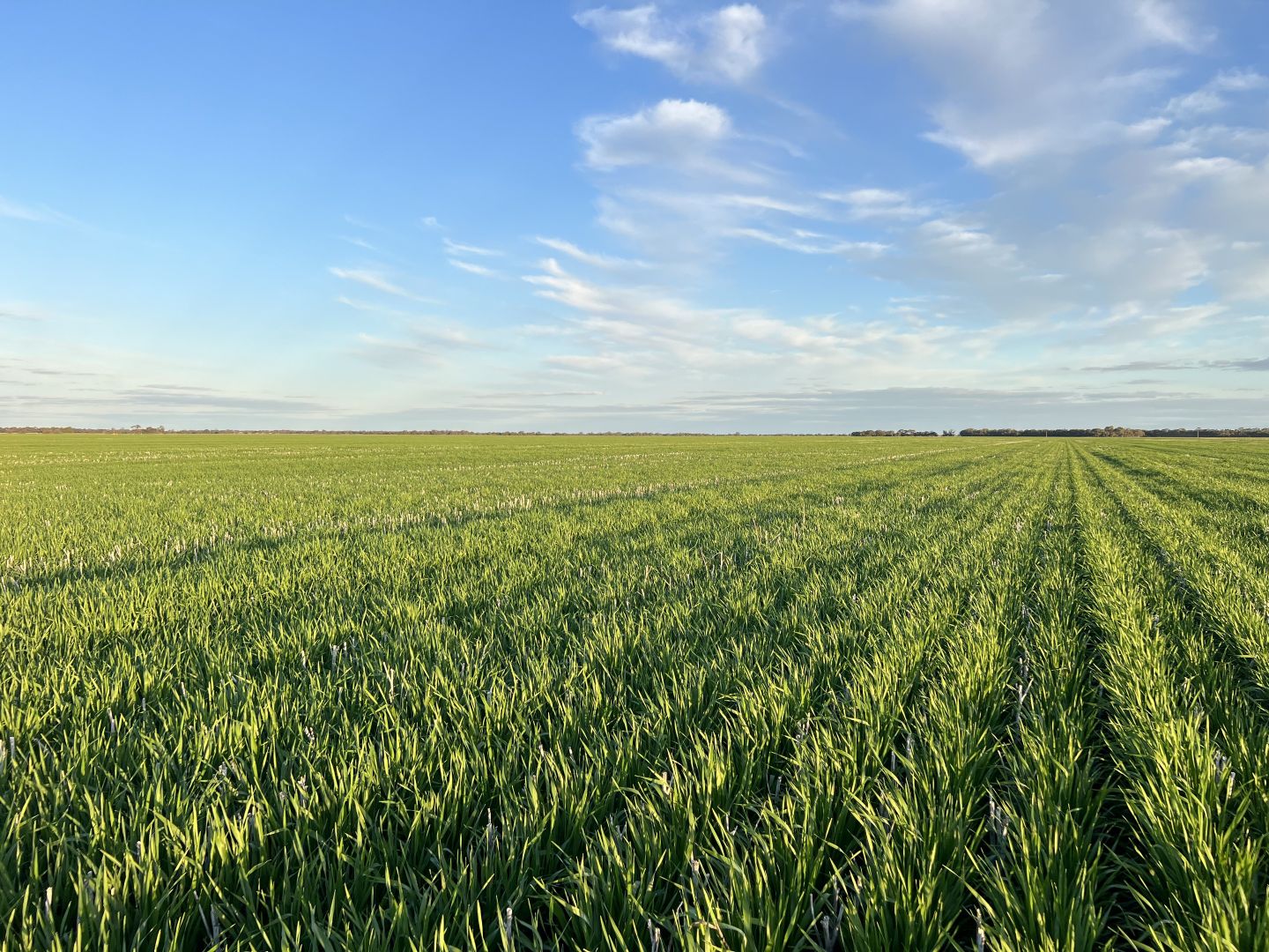 258 Cemetery Road, Quambatook VIC 3540 Specialist Farm for Sale