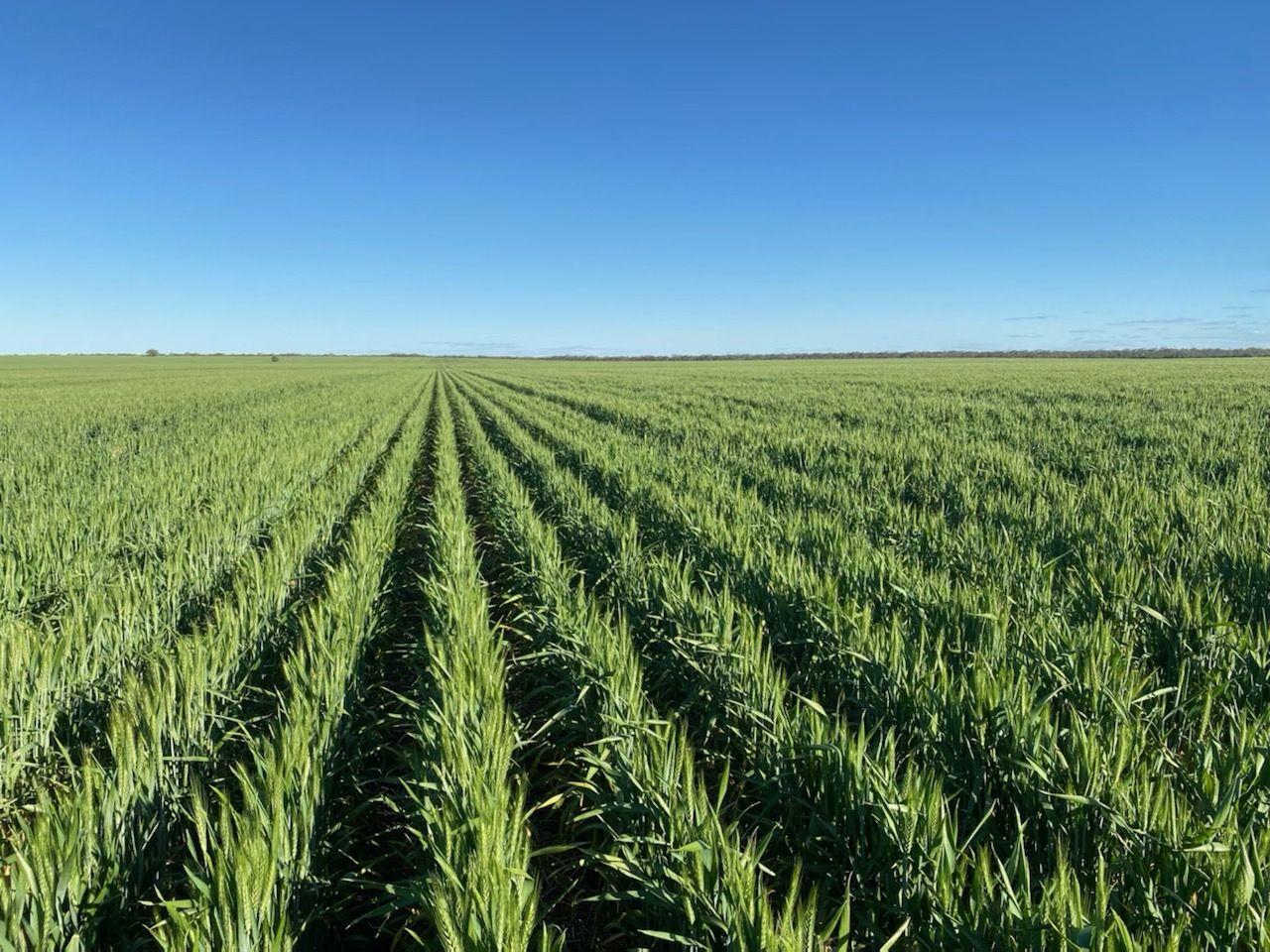 Glenroy 4938 Peisley Road, Nyngan NSW 2825 Specialist Farm for Sale