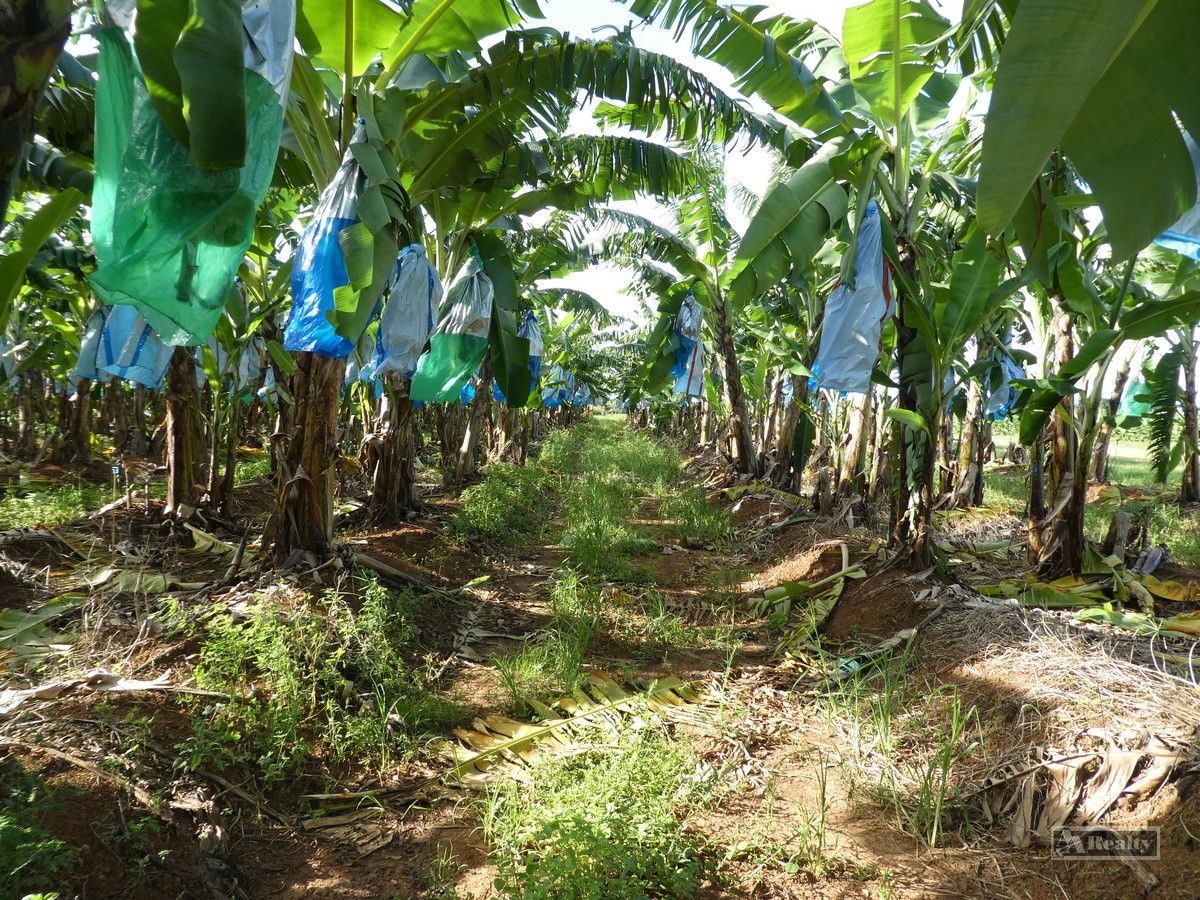 Innisfail QLD 4860 Specialist Farm for Sale 1,100,000 Domain