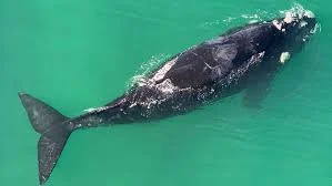 Additional image 30 of Dawesville WA 6211