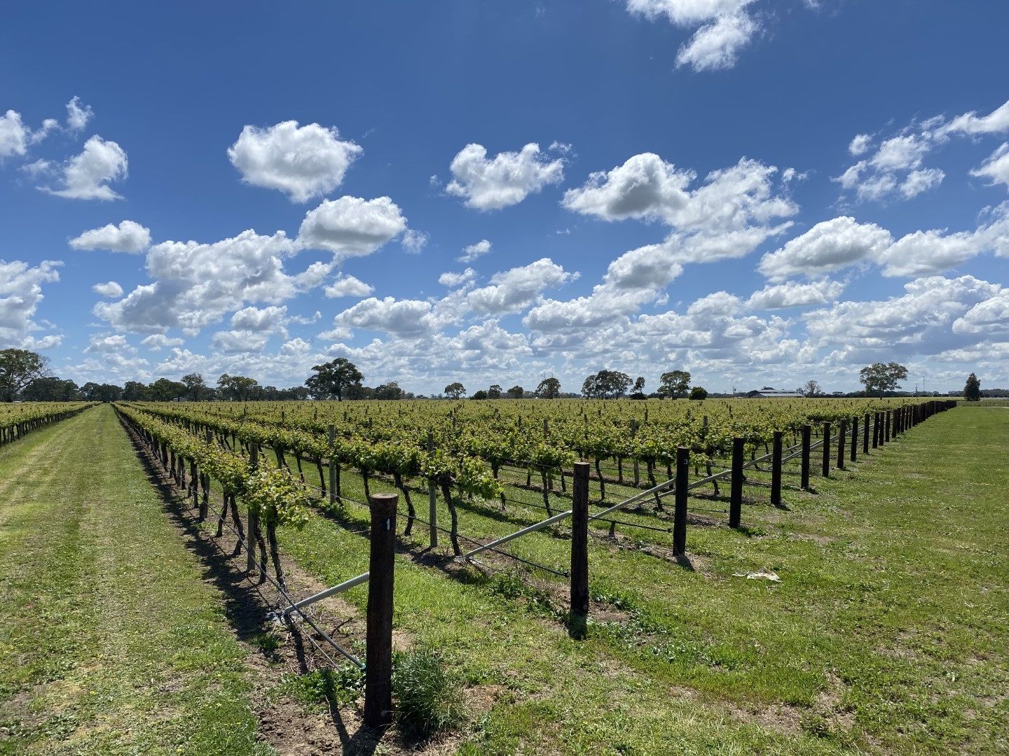 Riddoch Highway, Penola SA 5277, Image 2