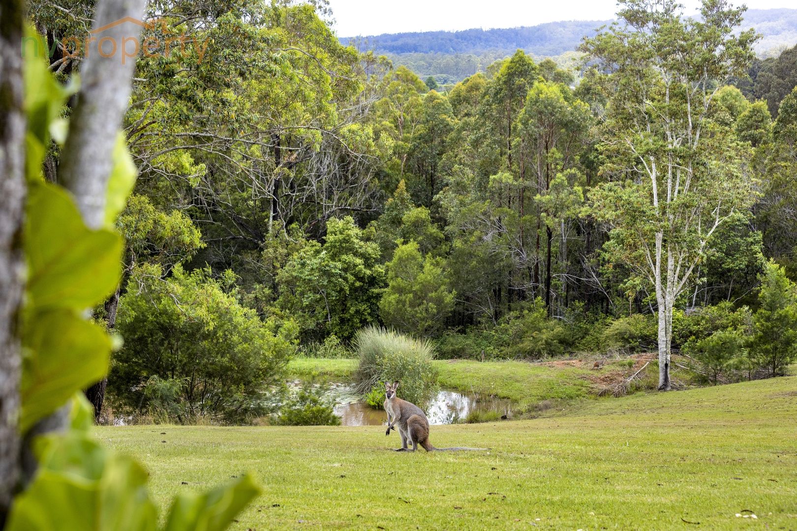 62 Moores Lane, Eungai Creek NSW 2441, Image 1