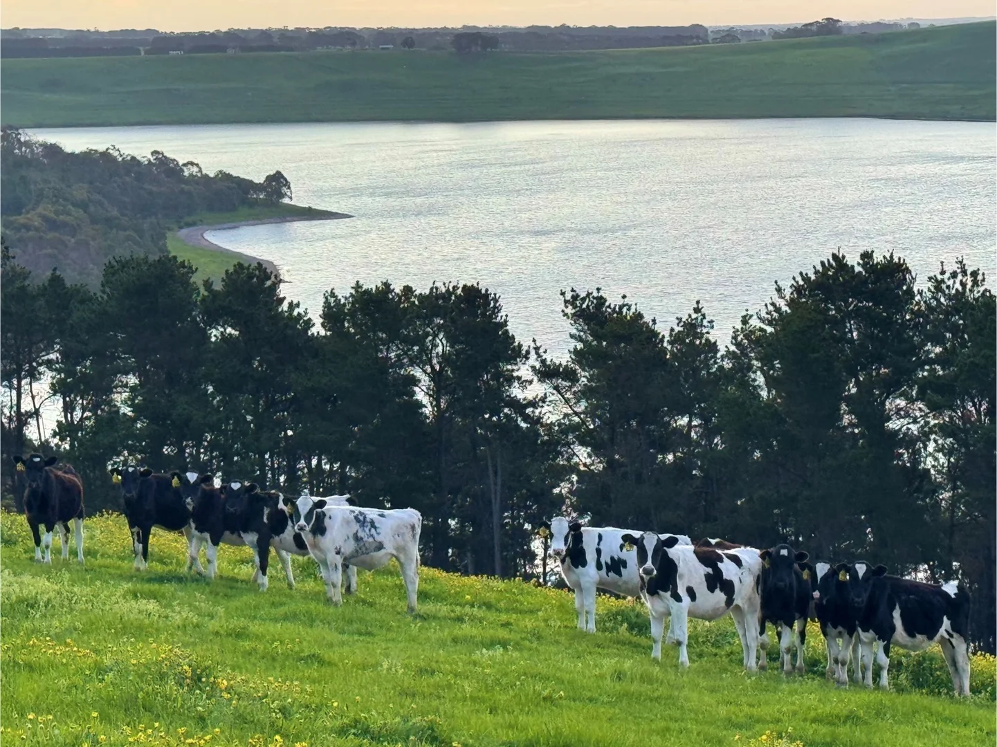 Additional image 5 of . Naroghid Road, Camperdown VIC 3260