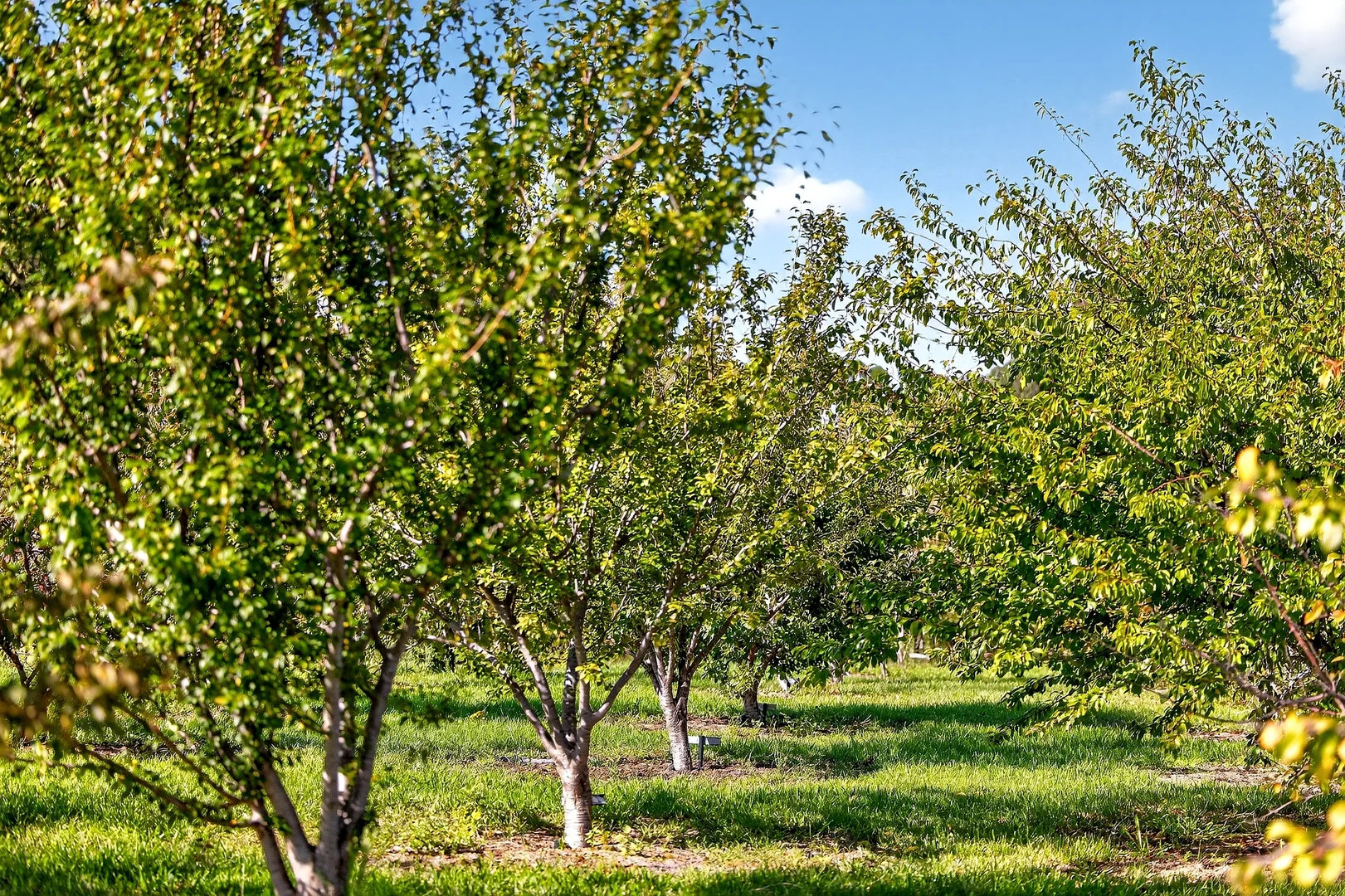 Additional image 25 of 185 McNamaras Road, Sarsfield VIC 3875