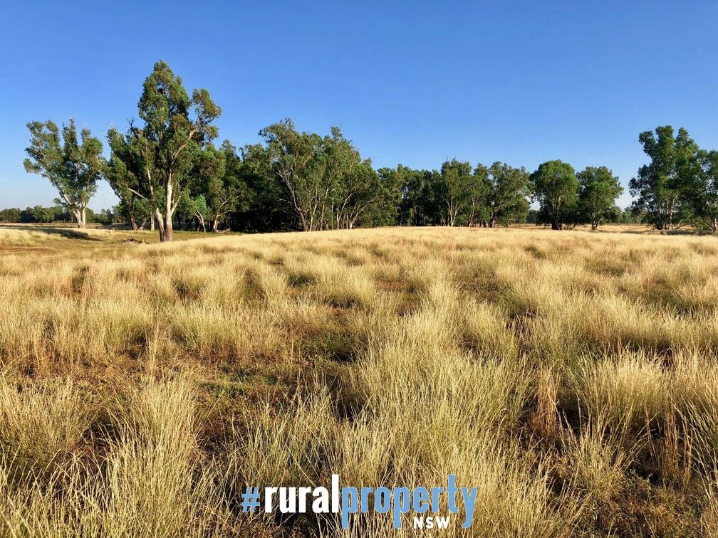 NAMOI FARM, Narrabri NSW 2390, Image 1