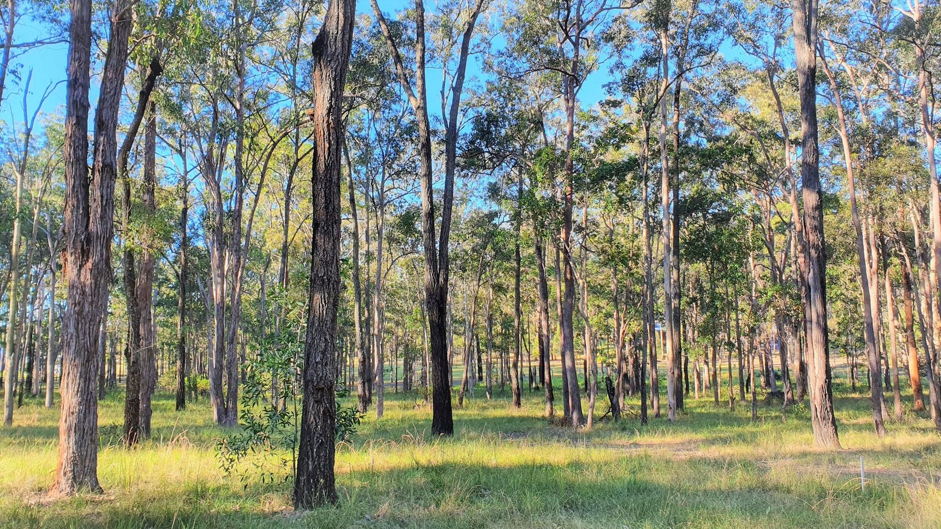 Gulmarrad NSW 2463 vacant land for Sale, ALL UNDER OFFER 2017218655 Domain