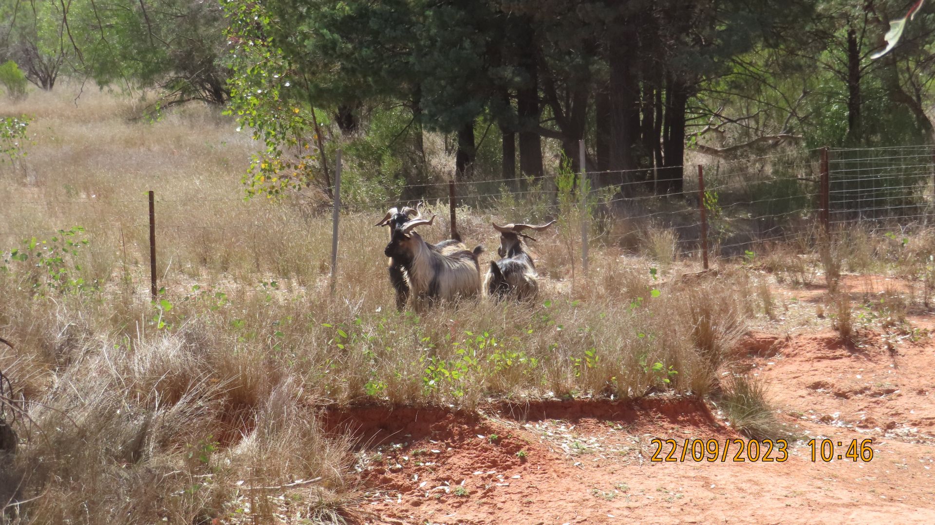 * The Retreat, Cobar NSW 2835, Image 2