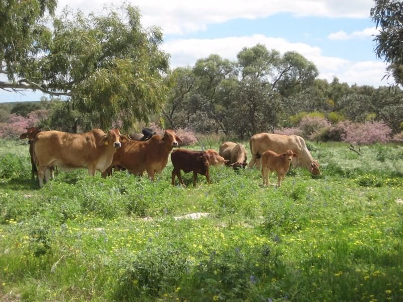 Erim Downs 19094 Brand Highway, Warradarge WA 6518, Image 1