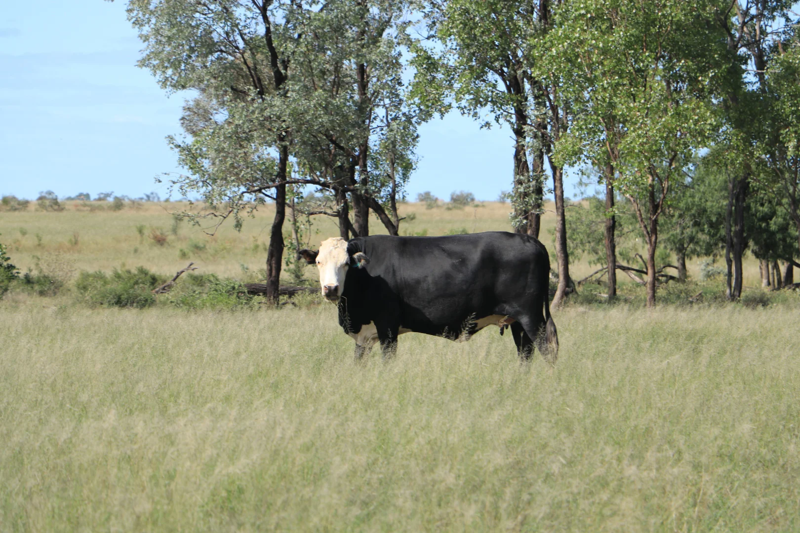 Additional image 27 of 952 Yuleba Surat Road, Yuleba QLD 4427