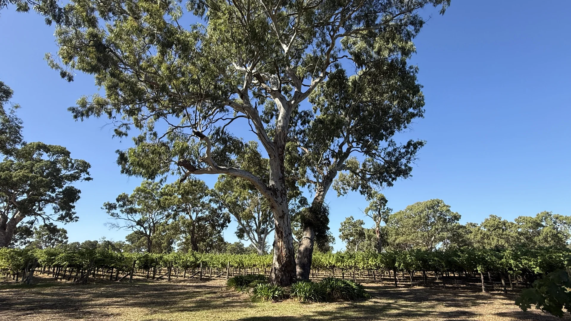 Additional image 9 of Allotment/2 V&A Lane, Penola SA 5277