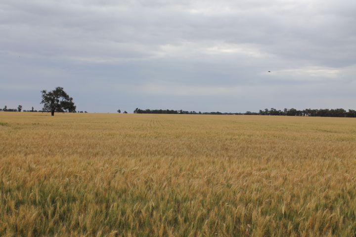 - 'Kolkibertoo', West Wyalong NSW 2671, Image 2