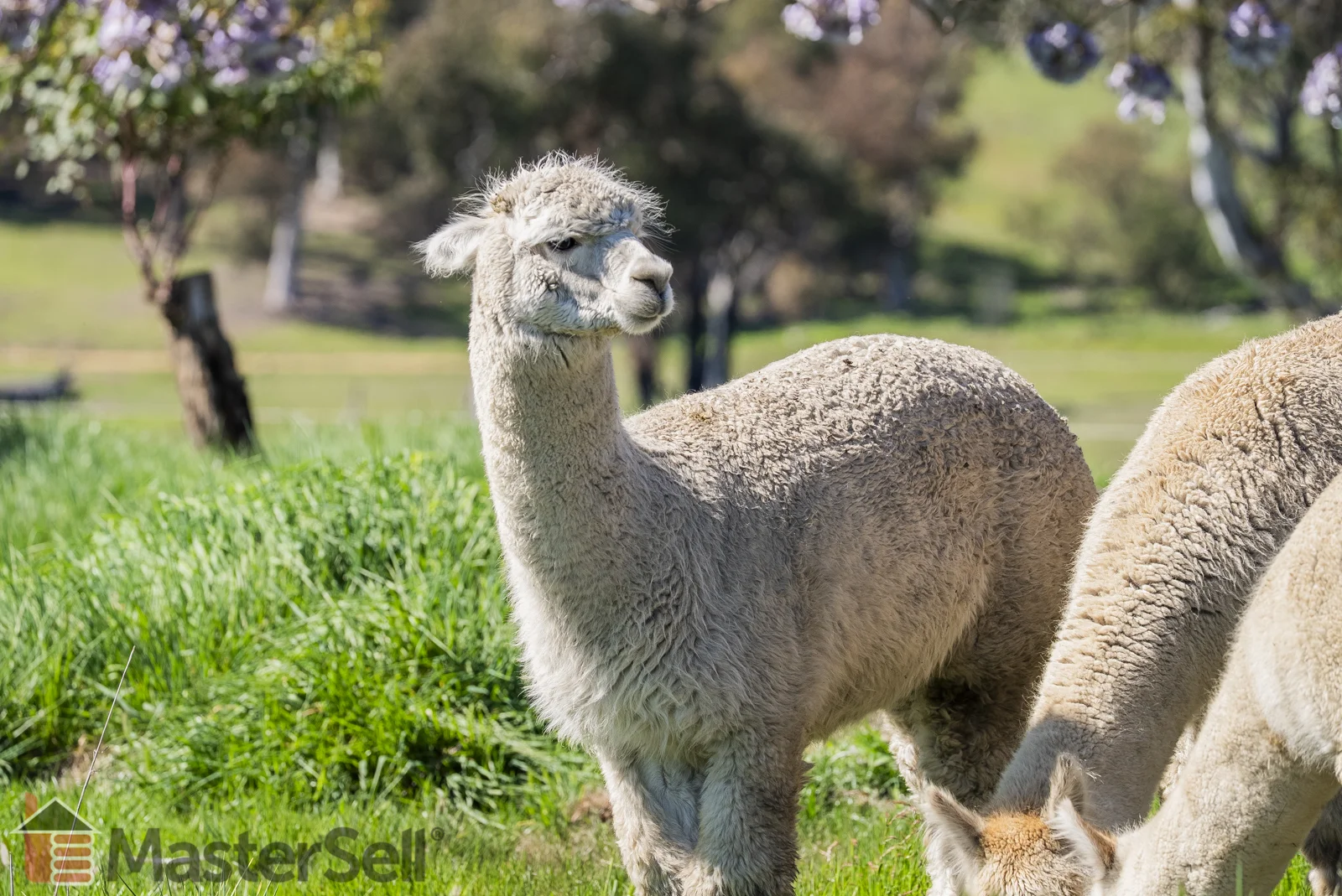 Additional image 13 of 172 Murray’s Crossing Road, Tumbarumba NSW 2653