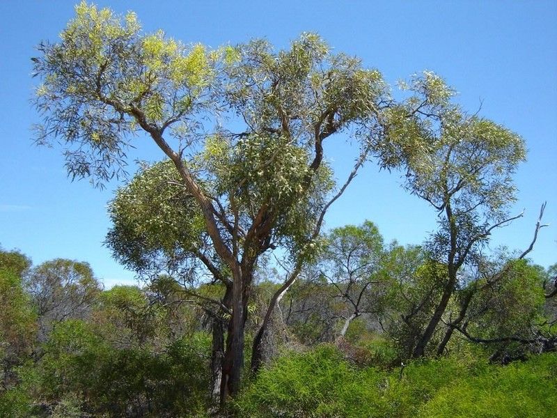 Lot 60, 147 River Loop, Jurien Bay WA 6516, Image 0