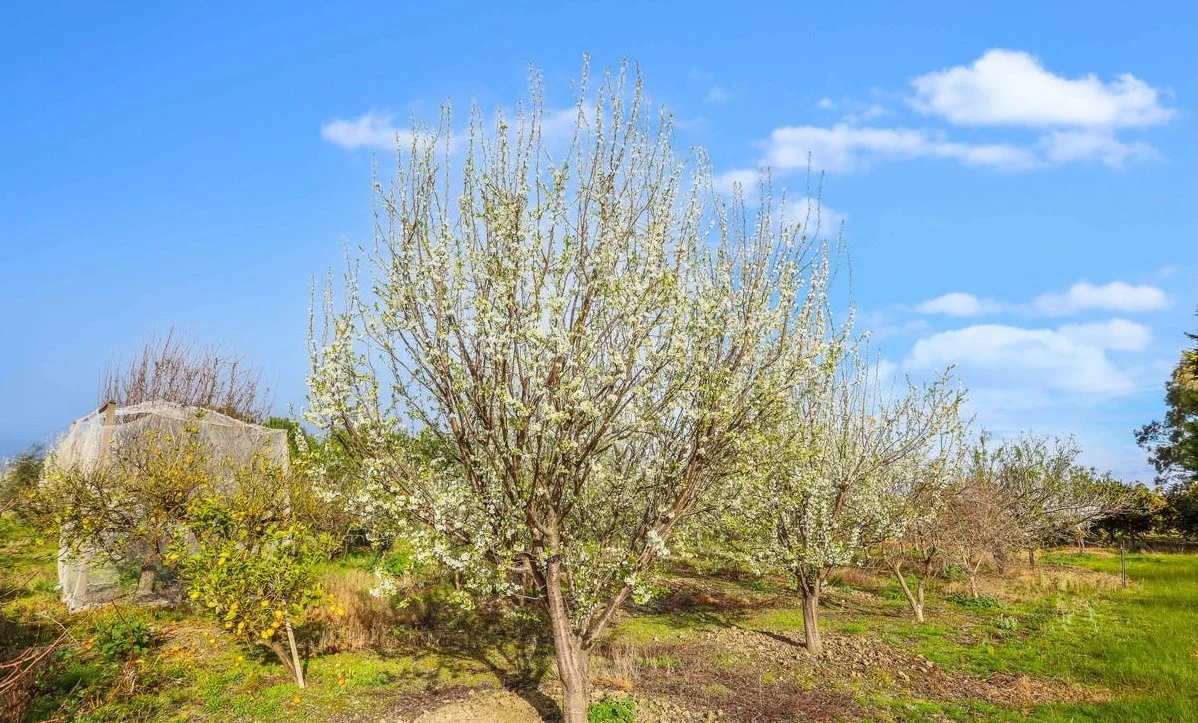 Additional image 8 of 265 Selkirk Road, Woodstock VIC 3751