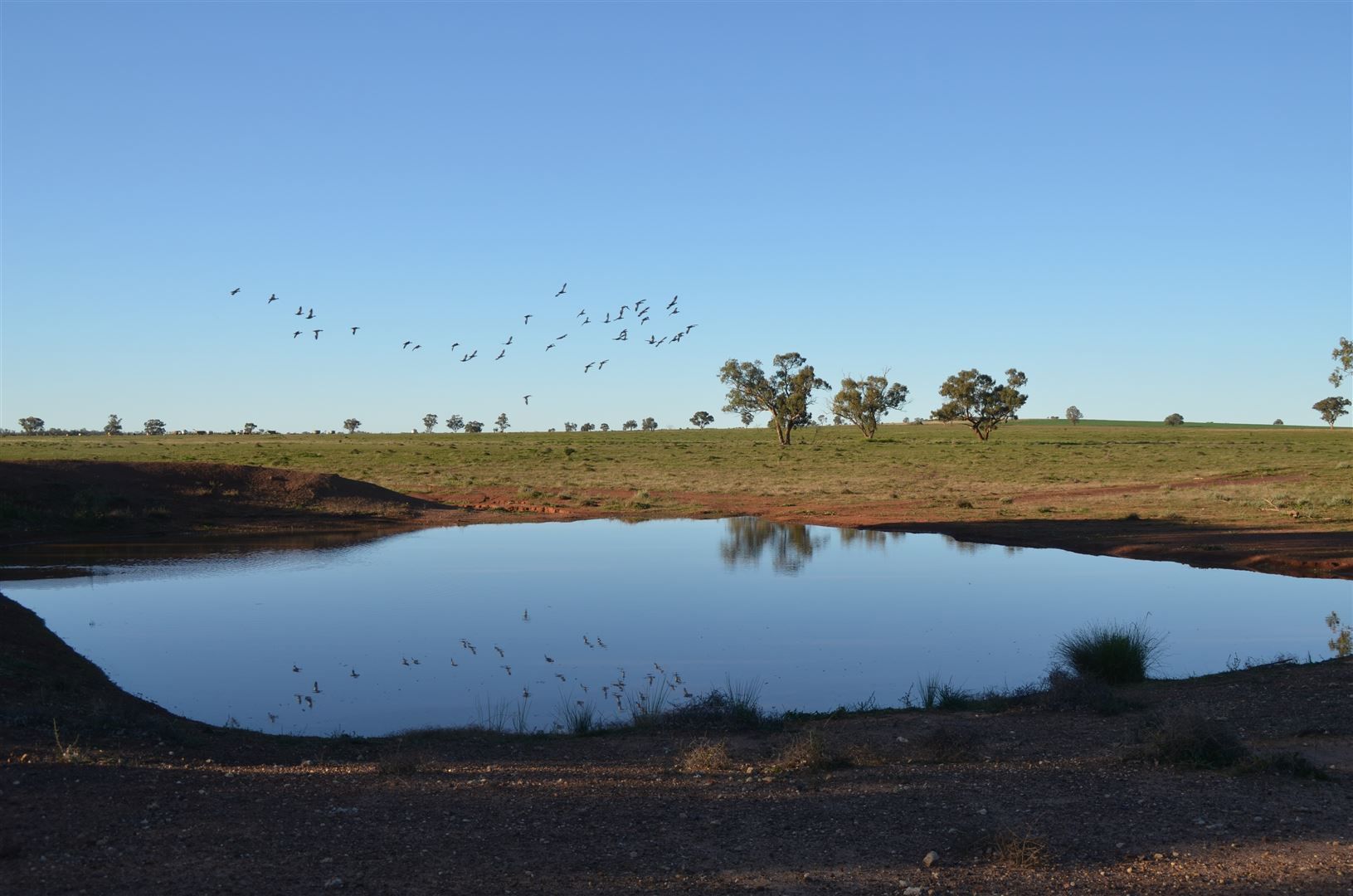 * The Poplars, Lake Cargelligo NSW 2672, Image 0