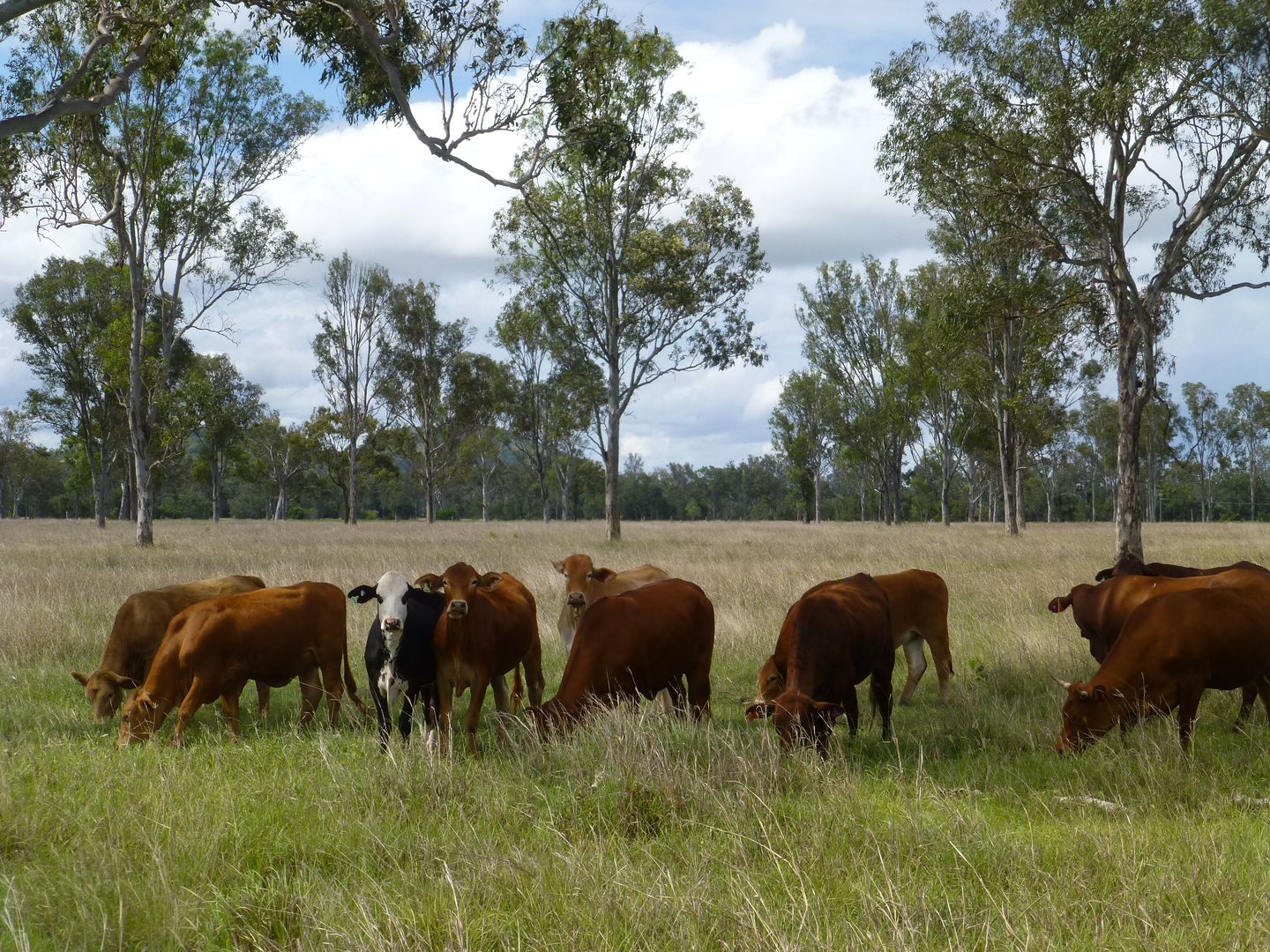 Lot 17 OLD COACH ROAD, Degilbo QLD 4621, Image 2