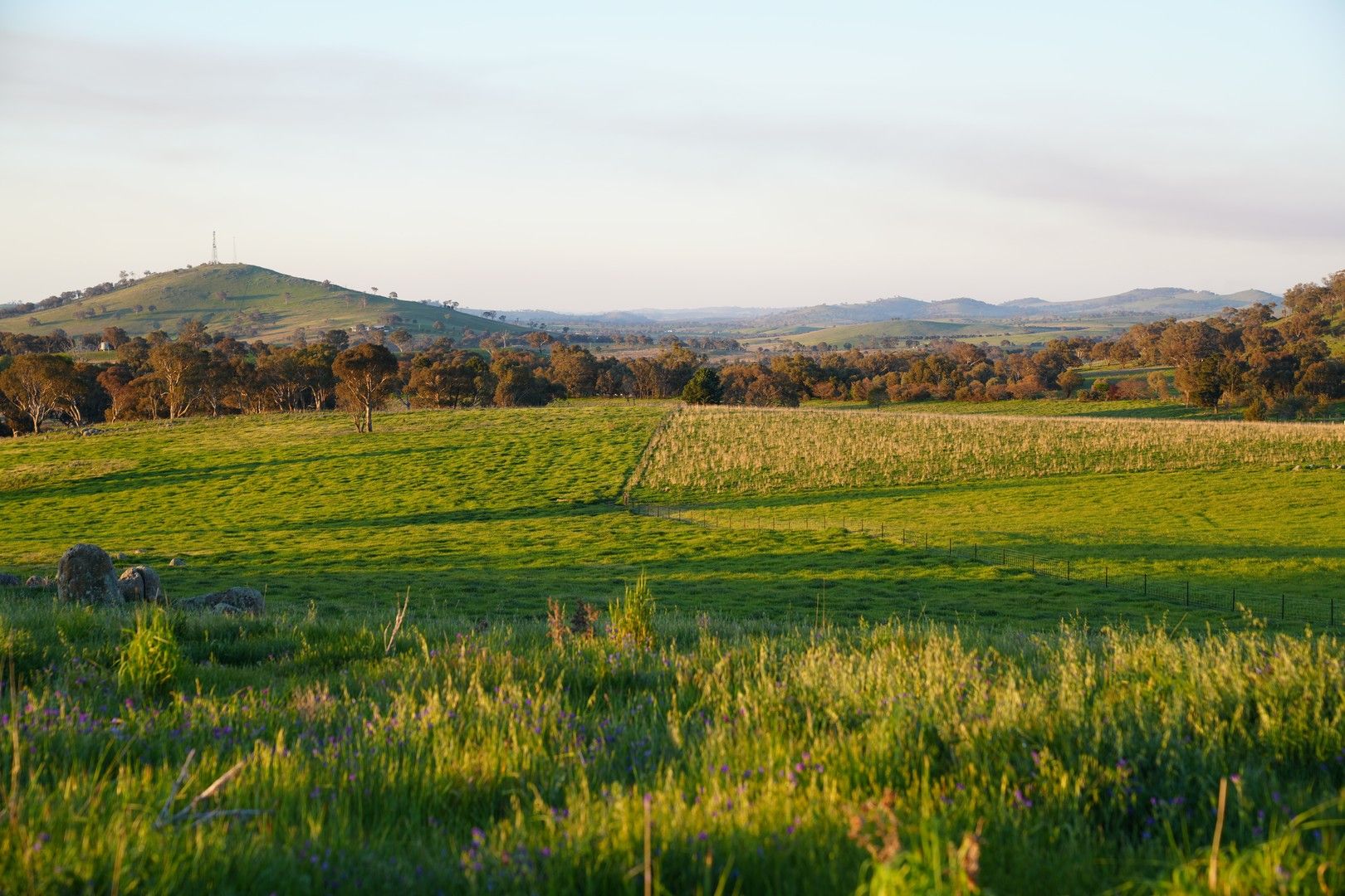 Alloway Road, Boorowa NSW 2586, Image 0