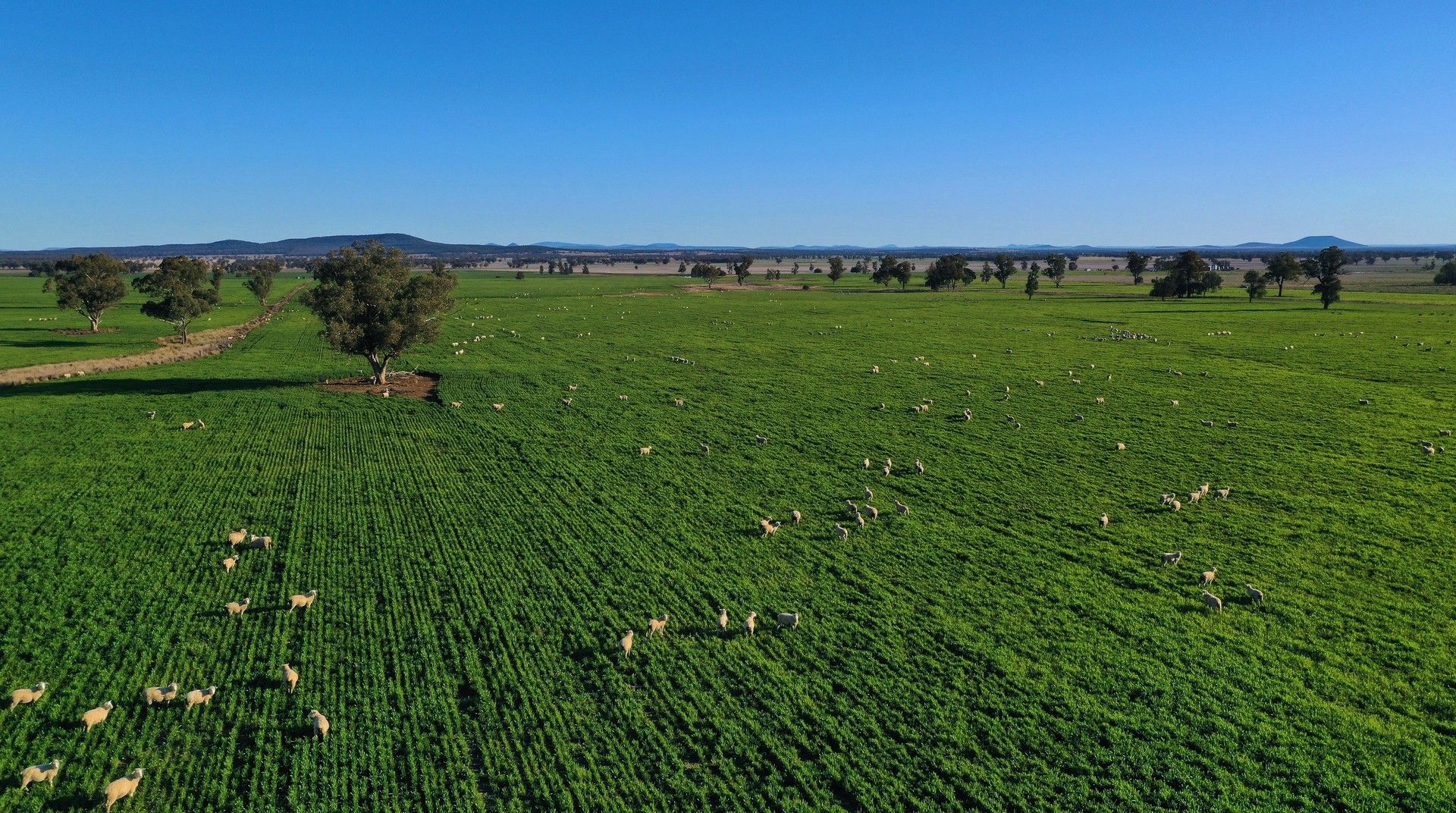 Gunnedah NSW 2380, Image 0