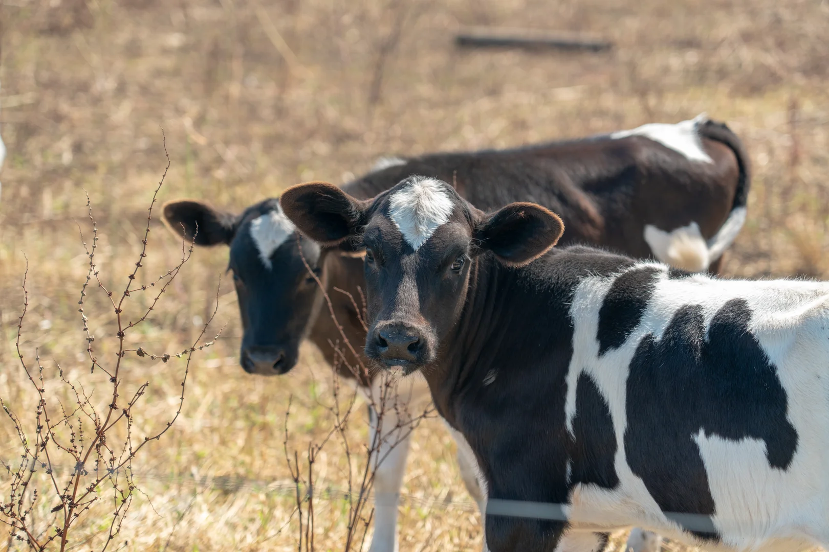 Additional image 14 of 44 Spinks Road, Kirkstall VIC 3283