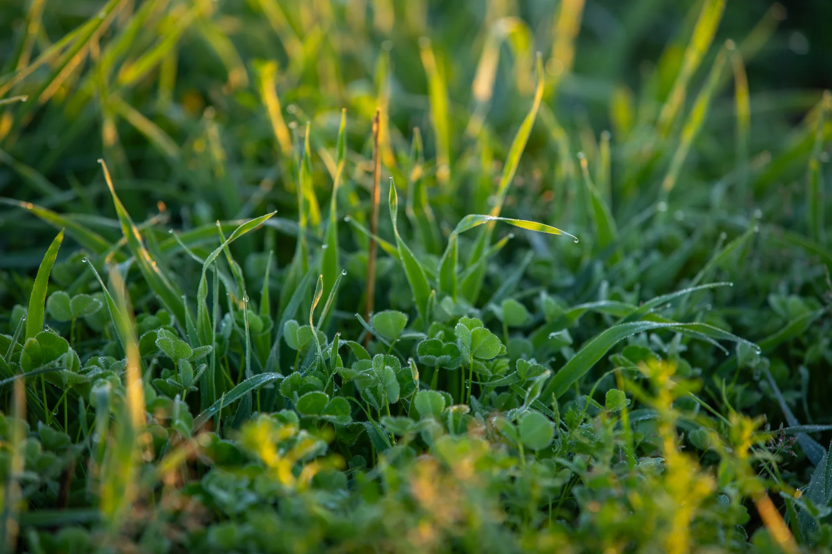 Additional image 24 of 1948 Coach Road, Morven NSW 2660