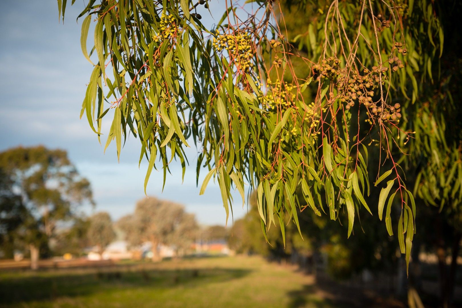 Potoroo Avenue, Thurgoona NSW 2640, Image 1