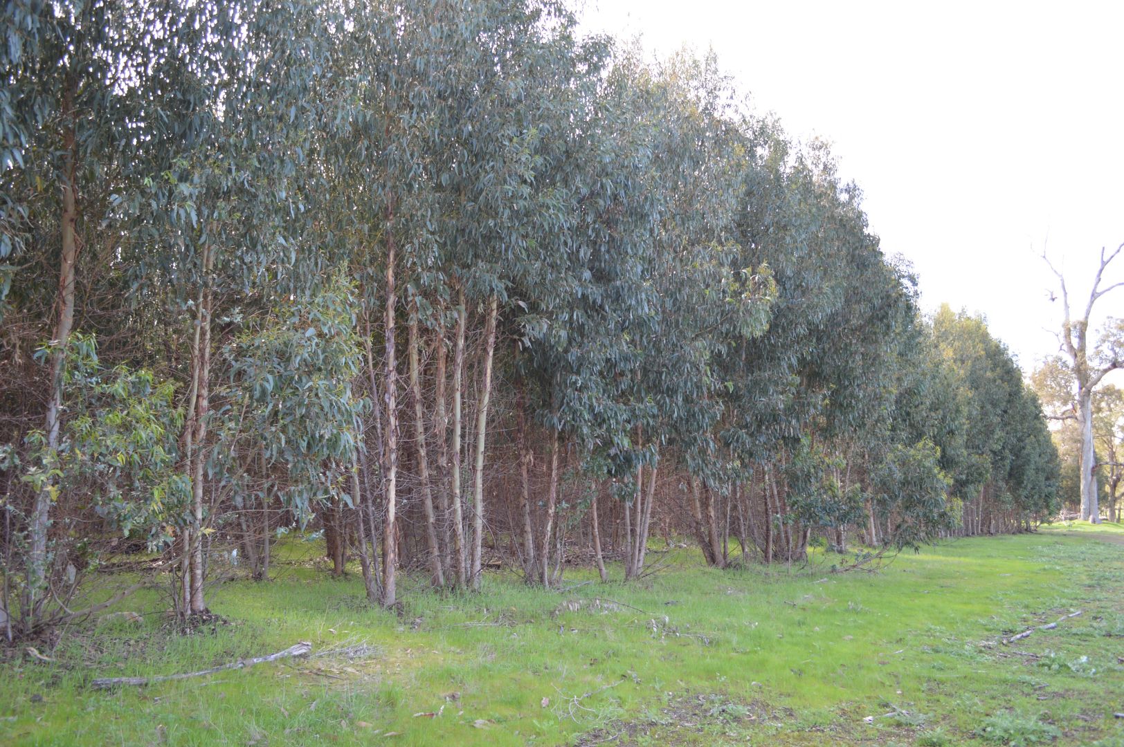 Lot 2 Greville Road, Kingston WA 6256, Image 1