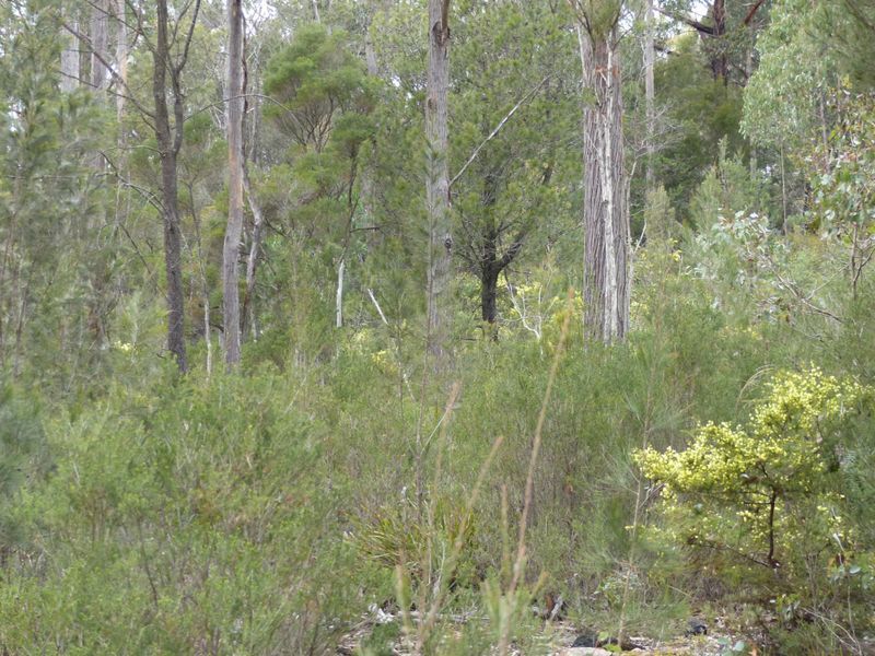 Lot 1 Bradys Plains Road, Parkham TAS 7304, Image 2