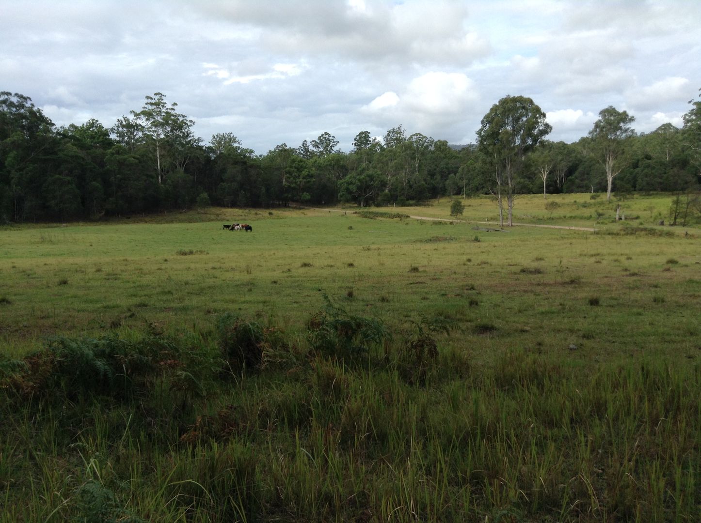 Lot 52 Upper Fine Flower Rd, Upper Fine Flower NSW 2460, Image 2