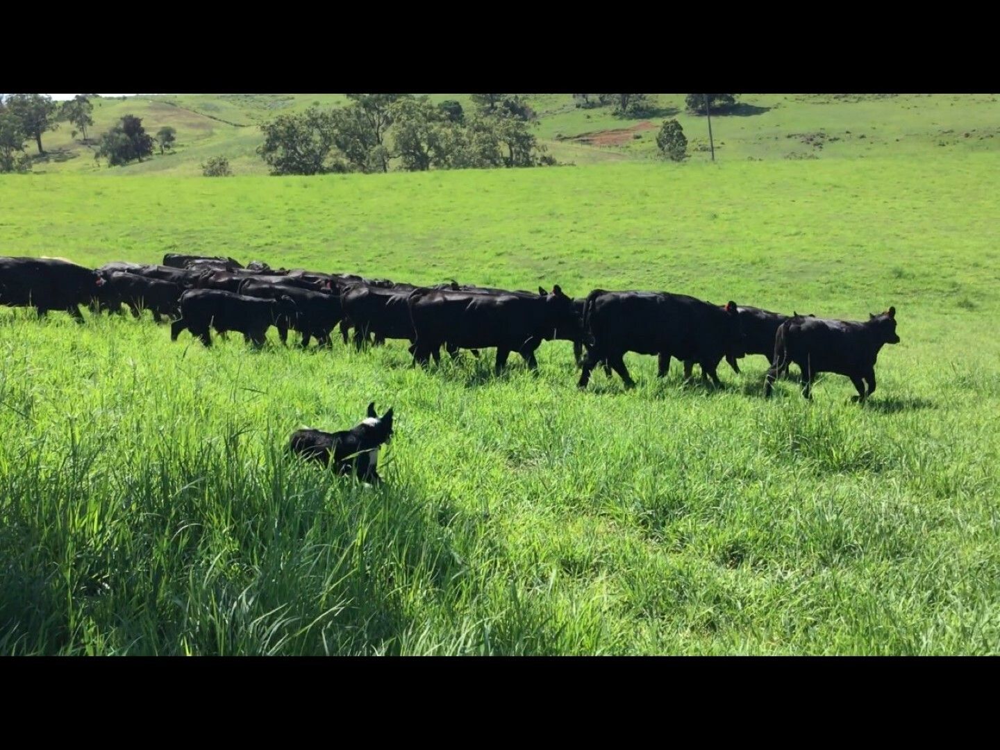 Lot 48 Back Creek Road, Kyogle NSW 2474, Image 1