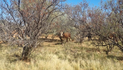 Picture of Koonmarra Station, MEEKATHARRA WA 6642