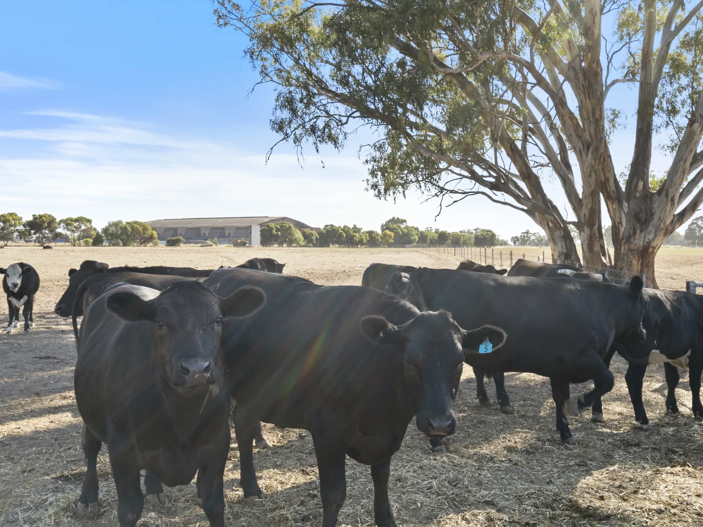 Additional image 19 of 63 McCullochs Road, Tocumwal NSW 2714