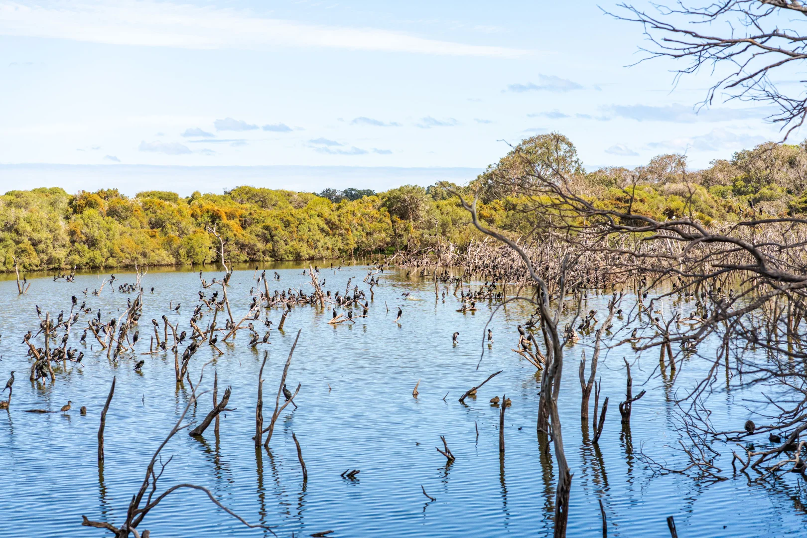 Additional image 5 of 31A Conservation Loop, Erskine WA 6210
