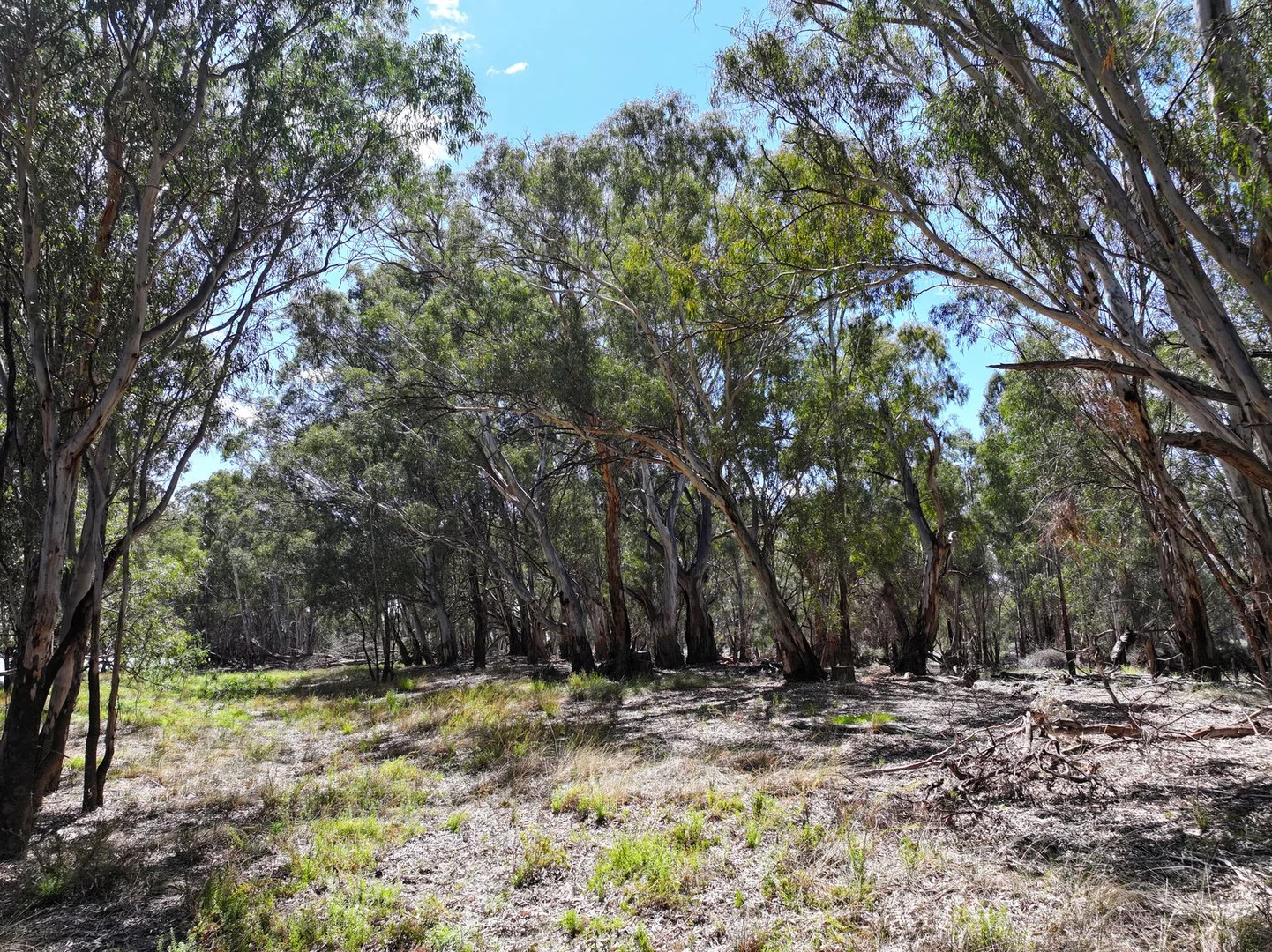 Additional image 8 of Lot 14 Renmark Road, Wentworth NSW 2648