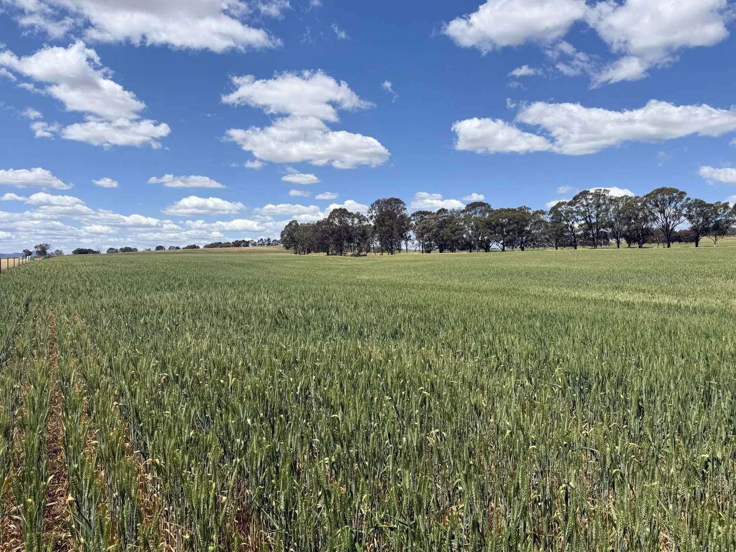 Additional image 8 of 798 Bethel Road, Glenellen NSW 2642