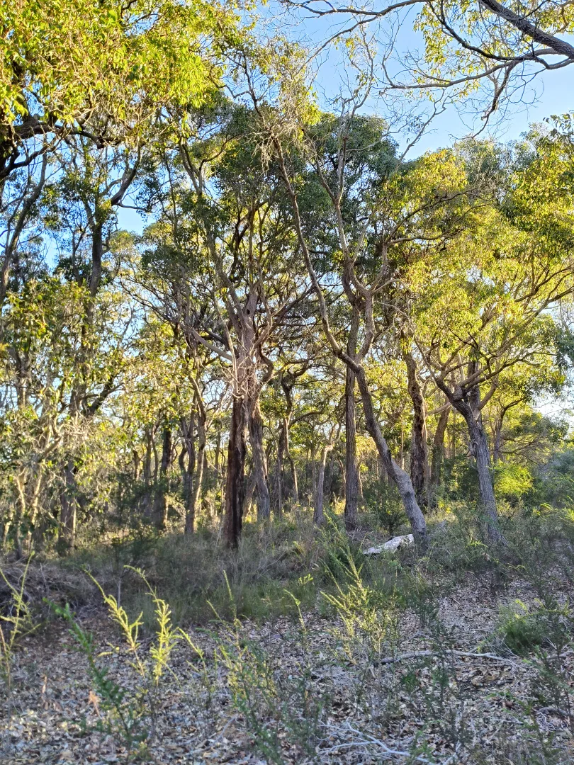 Image 5